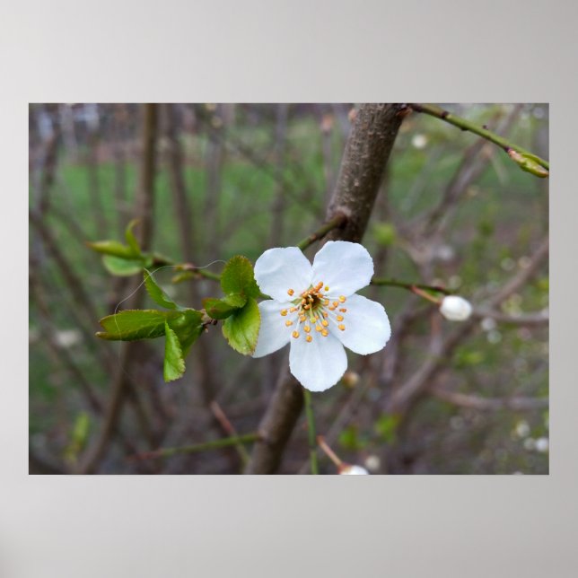 Póster El blanco de la primavera (Frente)