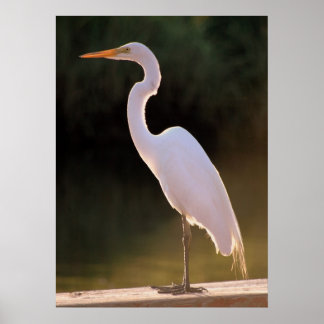 Póster El blanco esquivo