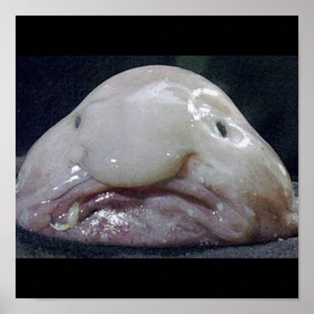 Póster El Blobfish (Frente)