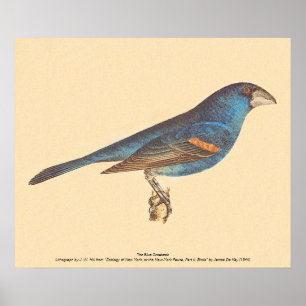 Póster El Blue Grosbeak, las aves de James De Kay en Nuev
