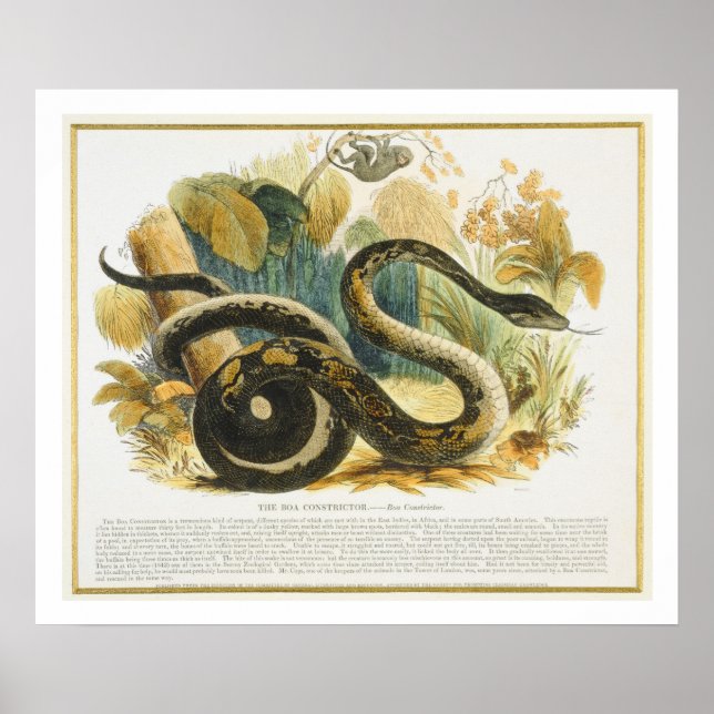 Póster El Boa Constrictor, un pub de ilustraciones educat (Frente)