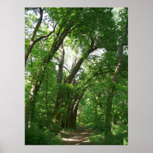 Póster El bosque