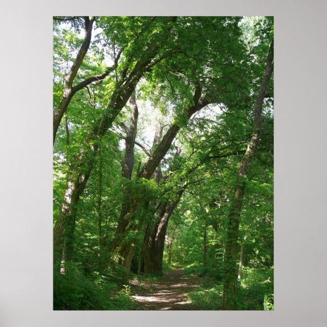 Póster El bosque (Frente)