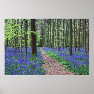 Póster El bosque de Halle Halle, Bélgica