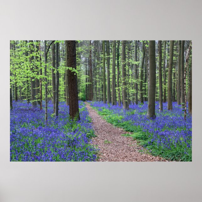 Póster El bosque de Halle | Halle, Bélgica (Frente)