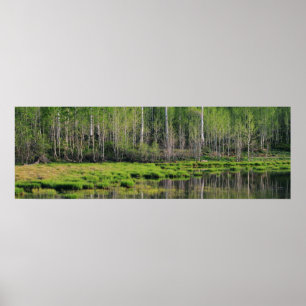 Póster El bosque esmeralda