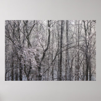Póster El bosque helado brillante en la luz matutina II
