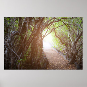 Póster El bosque mágico de la mañana