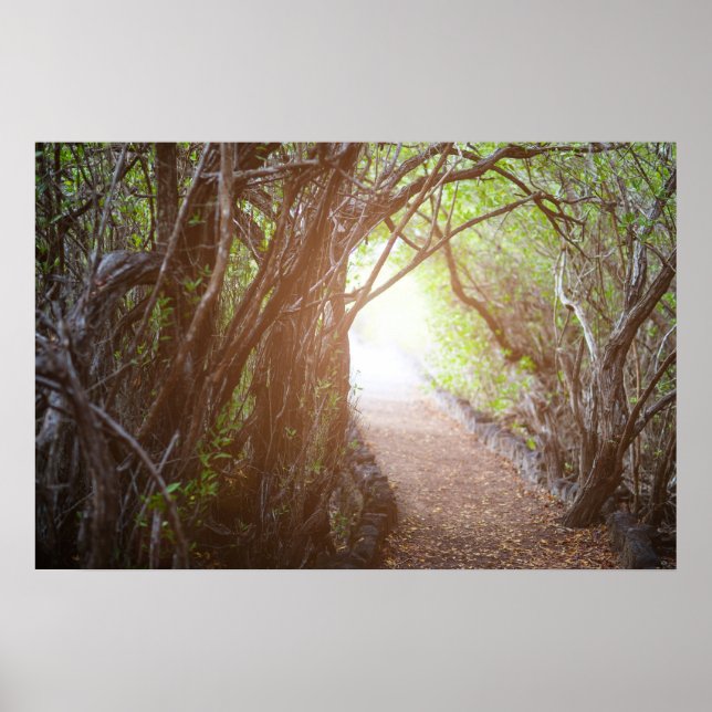 Póster El bosque mágico de la mañana (Frente)