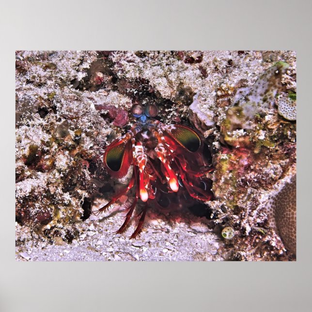 Póster El bóxer (Frente)