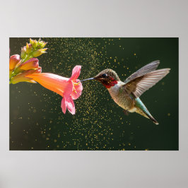 Póster El brillo del néctar del colibrí