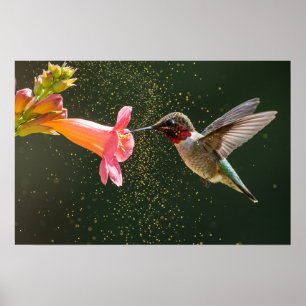 Póster El brillo del néctar del colibrí