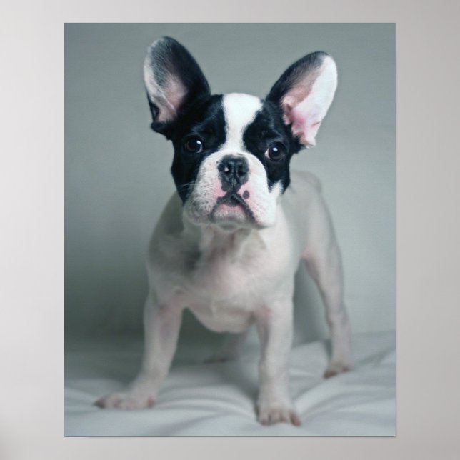 Póster El Bulldog Francés A La Atención (Frente)