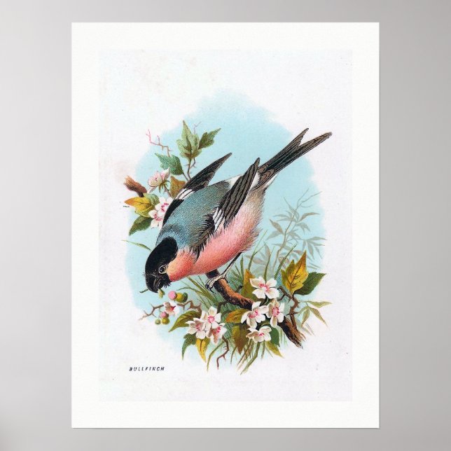 Póster "El Bullfinch" (Frente)