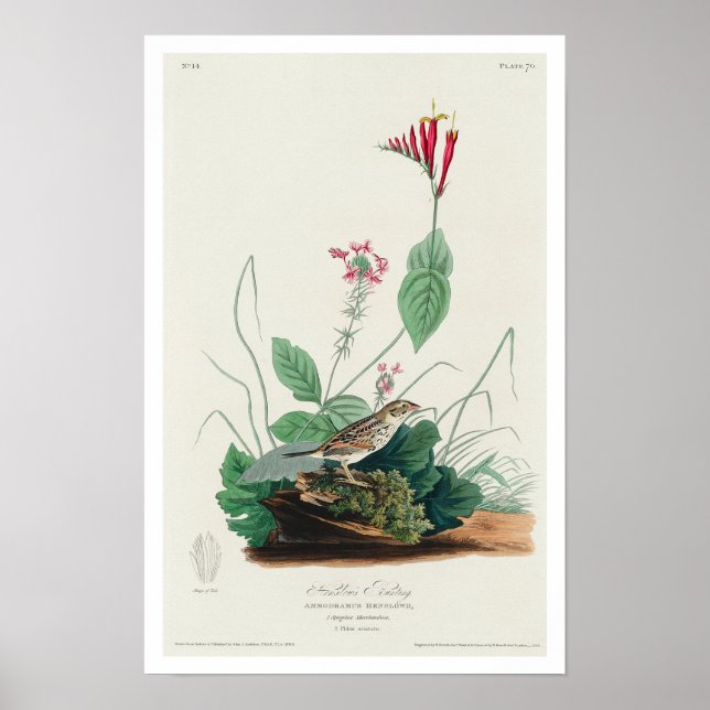 Póster El Bunting de Henslow por Audubon Poster (Frente)