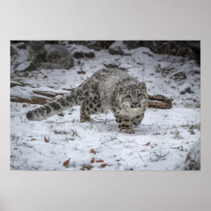 Póster El cacareo del leopardo de las nieves