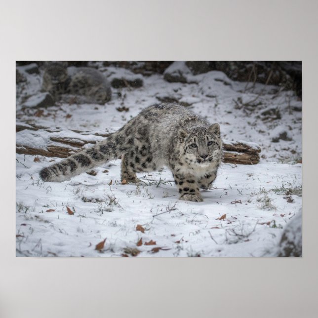 Póster El cacareo del leopardo de las nieves (Frente)