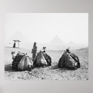 Póster El Cairo Egipto, jinetes de camellos giza pirámide