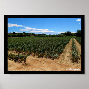 Póster El Camino a Través del Campo de Cebolla