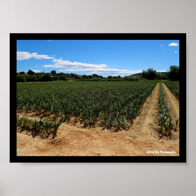 Póster El Camino a Través del Campo de Cebolla (Frente)