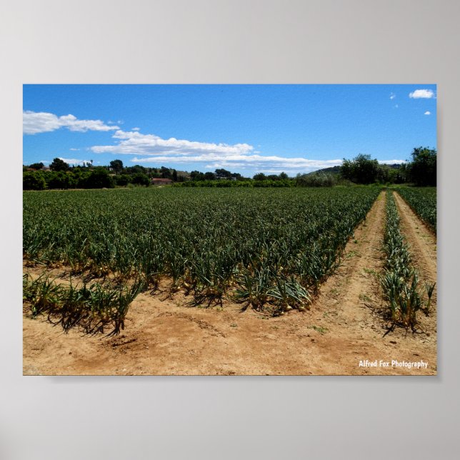 Póster El Camino a Través del Campo de Cebolla (Frente)