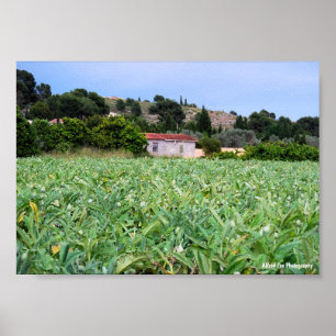 Póster El Campo de Alcachofas