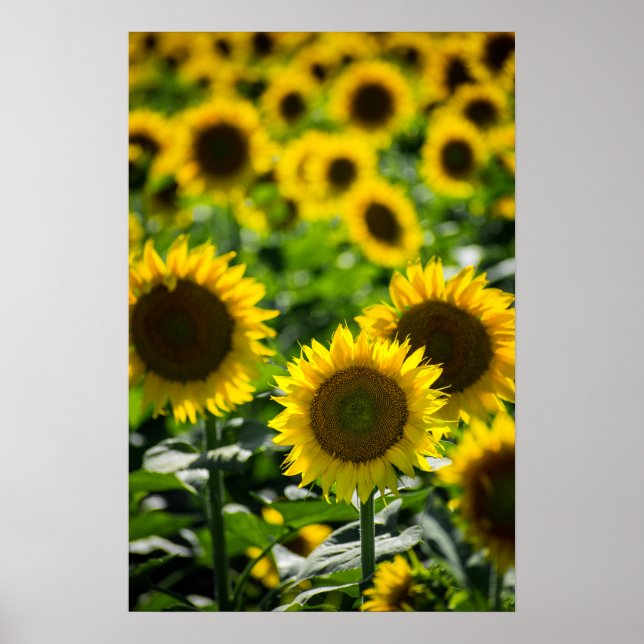 Póster El Campo de Girasoles (Frente)