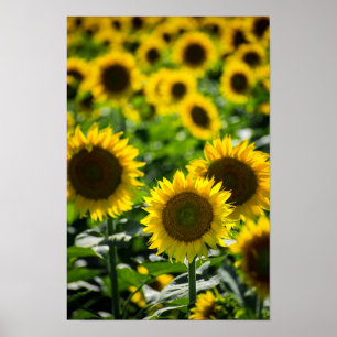 Póster El Campo de Girasoles