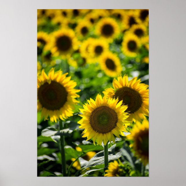 Póster El Campo de Girasoles (Frente)