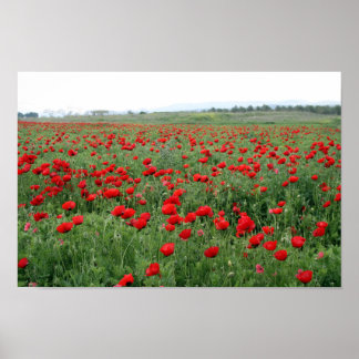 Póster El campo de la adormidera naturaleza paisaje flore