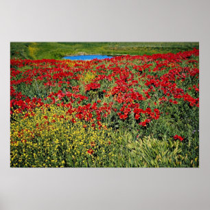 Póster El campo de la amapola, atlas medio, Marruecos