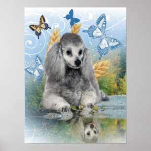 Póster El caniche de plata disfruta de la reflexión