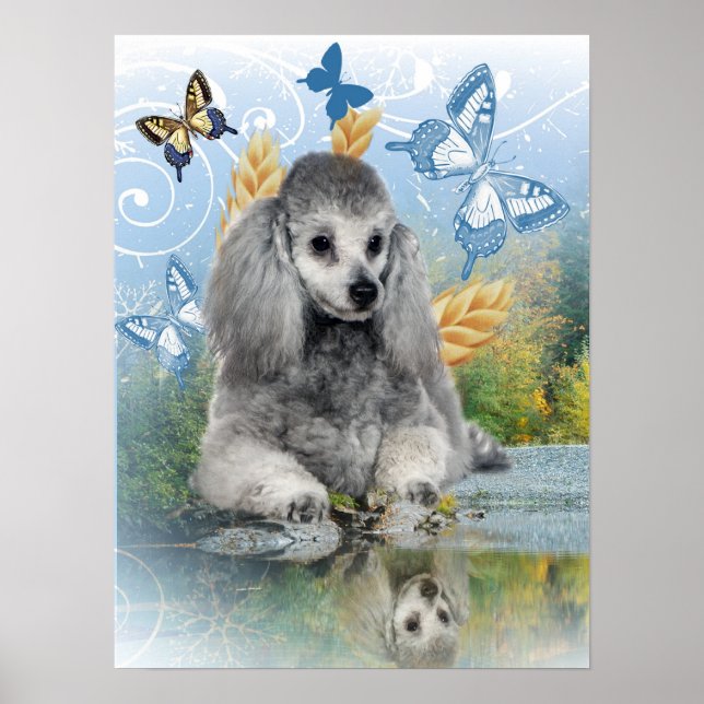 Póster El caniche de plata disfruta de la reflexión (Frente)
