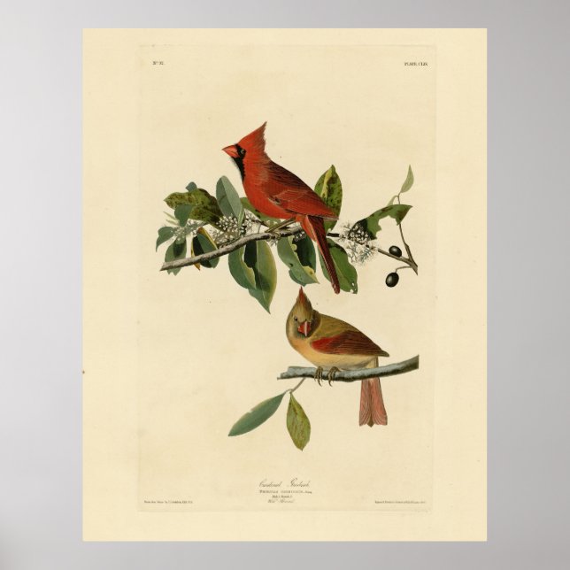 Póster El cardenal Grosbeak de los pájaros de América de  (Frente)