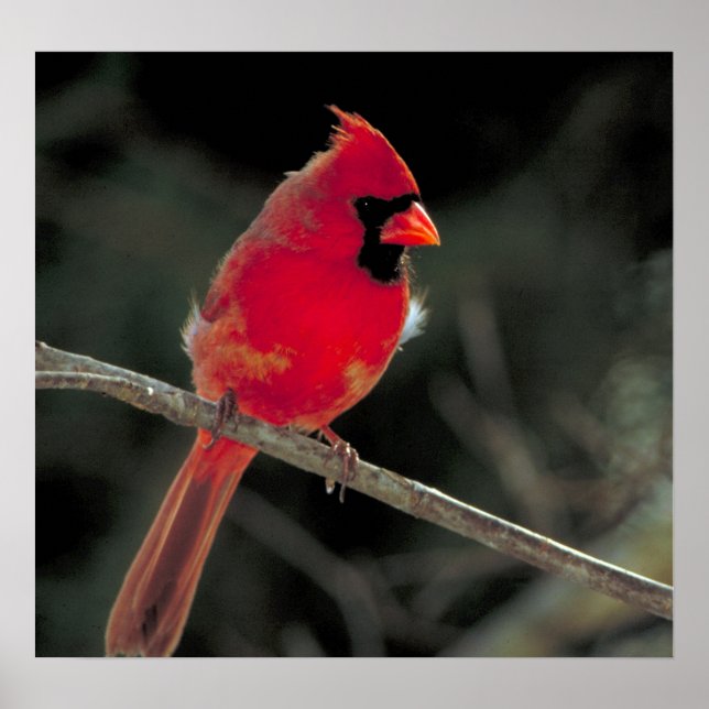 Póster El cardenal rojo encaramado en una rama de árbol (Frente)
