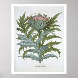 Póster El cardo, del "Hortus Eystettensis" por Bas