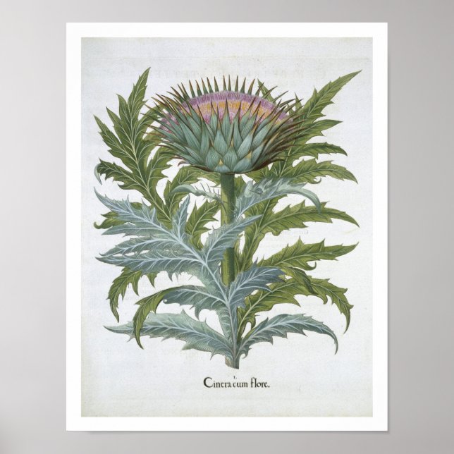 Póster El cardún, de la 'etistettensis de Hortus' de Bas (Frente)