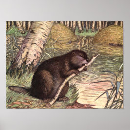 Póster El castor de Louis Sargent, animales salvajes de é