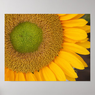 Póster El Centro Del Girasol Y Las Petacas Están Cerca