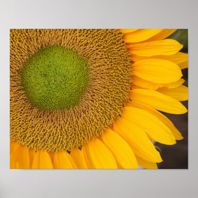 Póster El Centro Del Girasol Y Las Petacas Están Cerca (Frente)