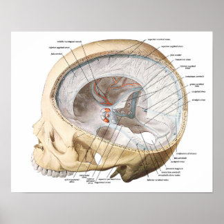 Póster El cerebro en el cráneo