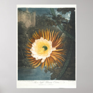Póster El Cereus de Floración Nocturna (1799–1807)
