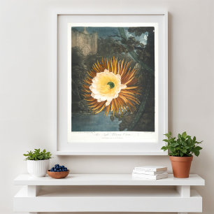 Póster El Cereus de floración nocturna (1799–1807)