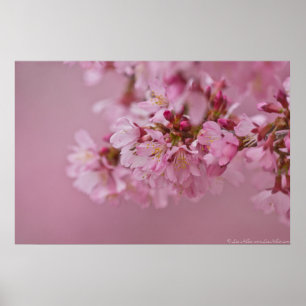 Póster El cerezo sakura florece con reflexiones rosa páli