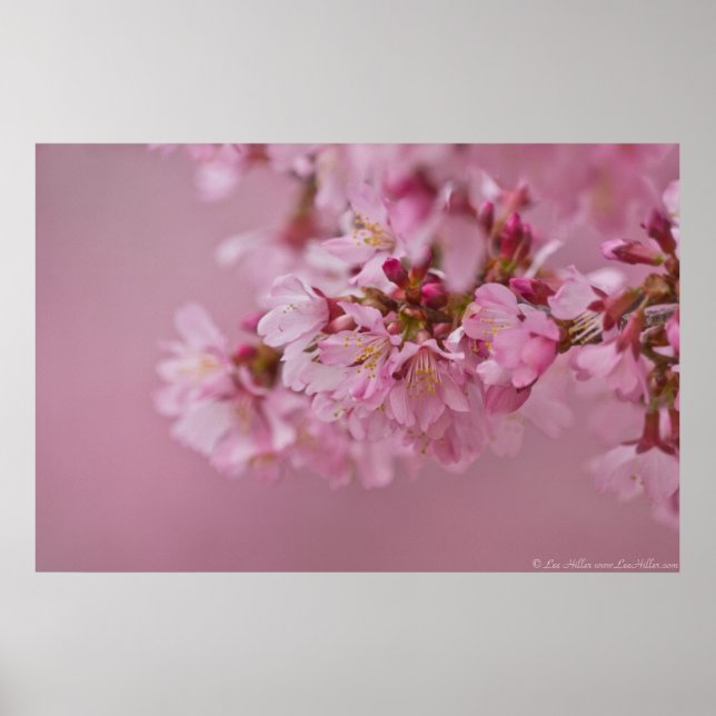 Póster El cerezo sakura florece con reflexiones rosa páli (Frente)