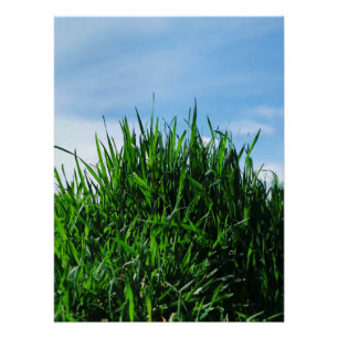 Póster El césped verde sobre el fondo de los interminable