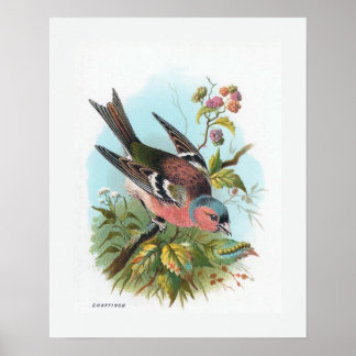 Póster El Chaffinch