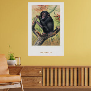 Póster El chimpancé, Bocetos Zoológicos,