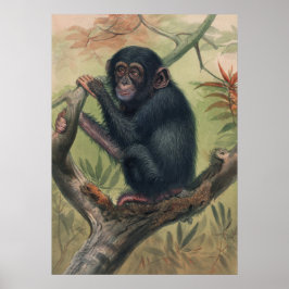 Póster El chimpancé de Joseph Wolf