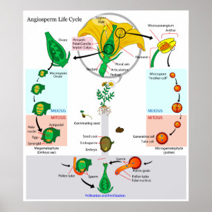 Póster El ciclo de vida de un cuadro de angiospermo de pl